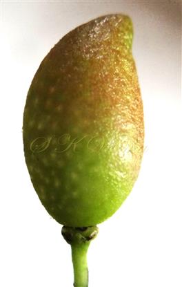  Fruit